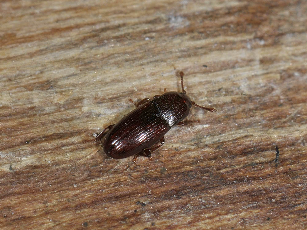 Cerylon histeroides (cf.) - Cerylonidae